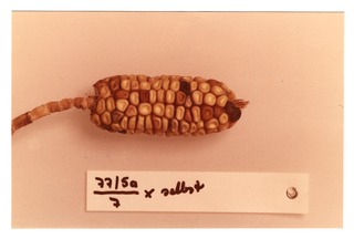 Corn specimen 77/5a [2]