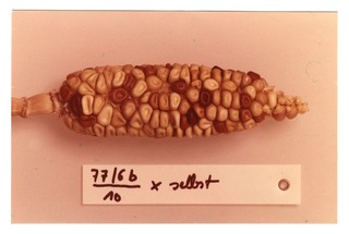 Corn specimen 77/6b [1]