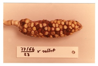 Corn specimen 77/6b [2]