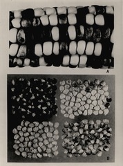 Corn kernel specimen (plate 1)