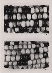 Corn kernel specimen (plate 2)