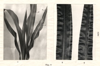 [Corn stalk specimen] (1)