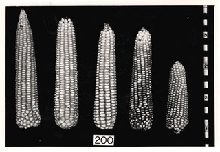 Corn specimens (Milho Pontinha)
