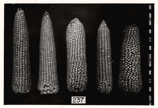Corn specimens (Milho Palha Poxa)