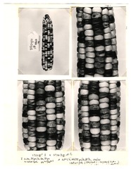 [Unpublished index of corn specimens] (section 2, image 1)