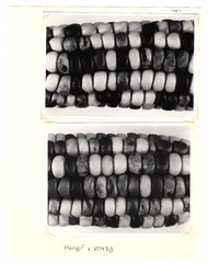[Unpublished index of corn specimens] (section 2, image 2)