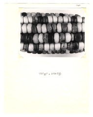 [Unpublished index of corn specimens] (section 2, image 3)