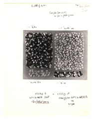 [Unpublished index of corn specimens] (section 3, image 1)