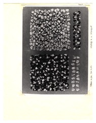 [Unpublished index of corn specimens] (section 3, image 2)