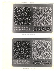 [Unpublished index of corn specimens] (section 3, image 3)