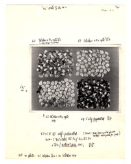 [Unpublished index of corn specimens] (section 3, image 4)