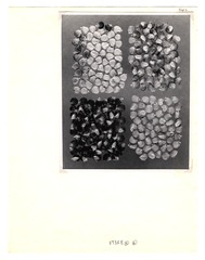 [Unpublished index of corn specimens] (section 3, image 5)