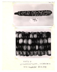[Unpublished index of corn specimens] (section 3, image 8)