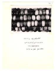 [Unpublished index of corn specimens] (section 3, image 9)