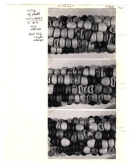 [Unpublished index of corn specimens] (section 4, image 2)