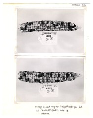 [Unpublished index of corn specimens] (section 4, image 3)