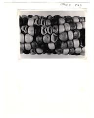 [Unpublished index of corn specimens] (section 4, image 6)