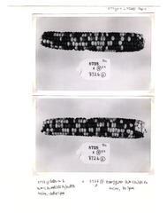 [Unpublished index of corn specimens] (section 4, image 8)