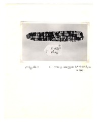 [Unpublished index of corn specimens] (section 4, image 10)