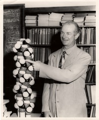 Linus Pauling standing in front of a bookshelf pointing to a molecular model