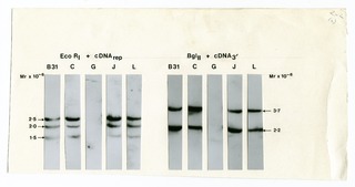[Revertant DNA data] (image 1)
