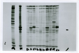 [Revertant DNA data] (image 2)