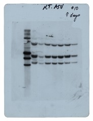 [Revertant DNA data] (gel 1)
