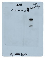 [Revertant DNA data] (gel 2)