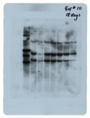 [Revertant DNA data] (gel 3)