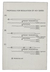 Proposals for Regulation of ASV Genes