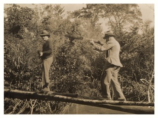 Fred L. Soper and Alexander Burke crossing a bridge to inspect the site of a yellow fever infection near Coronel Ponce, Mato Grosso, Brazil