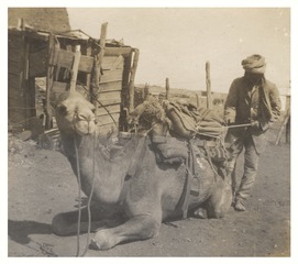 Afghan saddling his riding camel, Afghan camp, Broken Hill, New South Wales, Australia