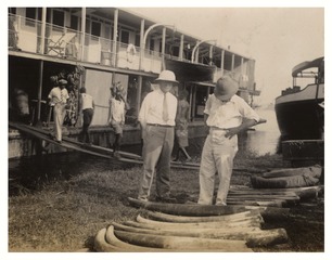 Wilbur A. Sawyer with elephant tusks at Bandundu, Belgian Congo