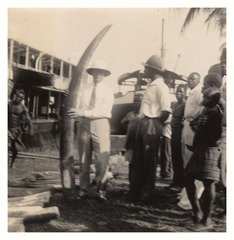 Wilbur A. Sawyer holding up an elephant tusk in Bandundu, Belgian Congo