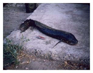 Lungfish lying on a slab of concrete