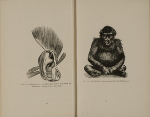 Rudimentary, or vestigial and useless, muscles of the human ear (from Gray's Anatomy).  Portrait of a young male gorilla (after Hartmann)