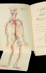 [Plan of the aortic system]