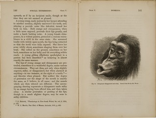 Chimpanzee disappointed and sulky