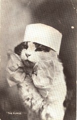 [Kitty nurse]