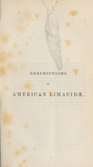 Descriptions of American Limacidæ