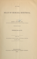 On the brain of chimæra monstrosa