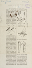 Notes on joint worms