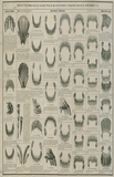 Teeth of the horse: chart for accurately telling the age from six months to twenty-nine years